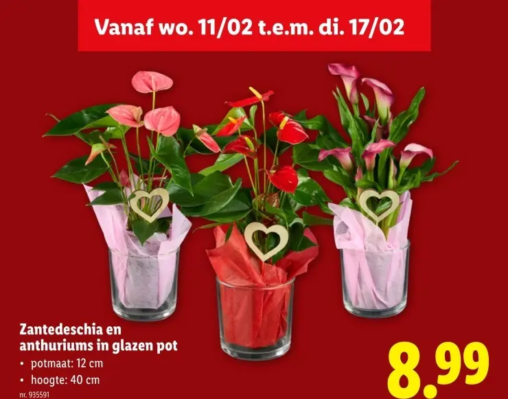 Promotie: Zantedeschia en anthuriums in glazen pot