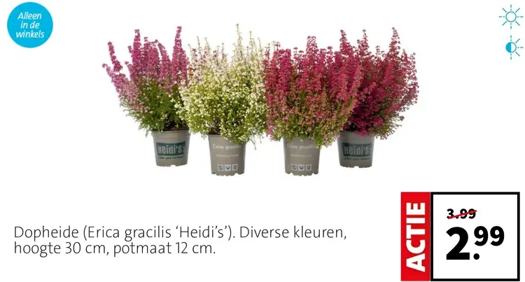 Aanbieding: Heidi's Dopheide