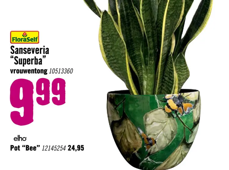 Aanbieding: Vrouwentong Sanseveria Superba potmaat Ø 14 cm H 35-45 cm