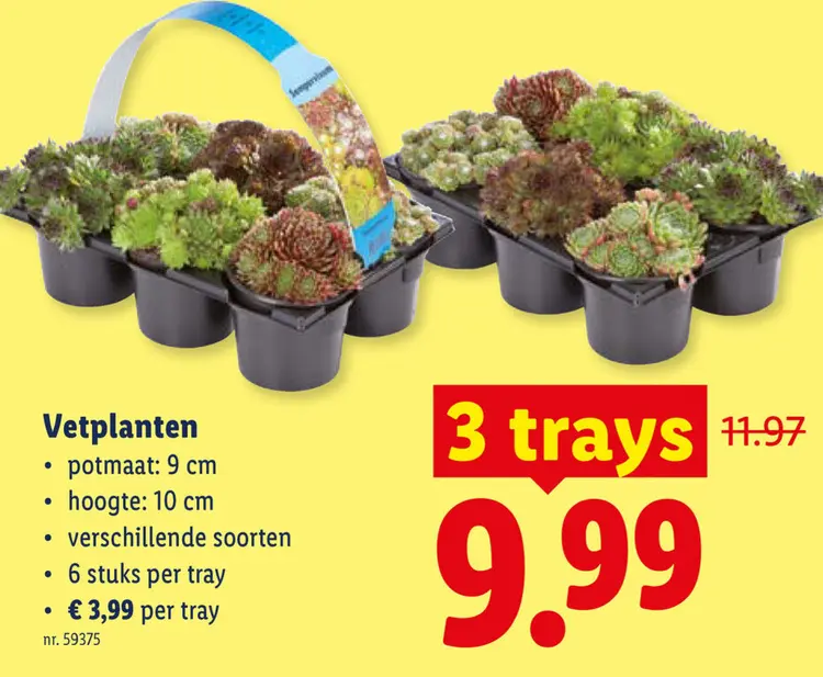 Promotie: Vetplanten