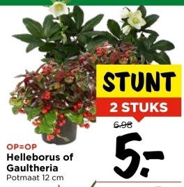 Aanbieding: Helleborus of Gaultheria