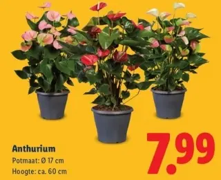Aanbieding: Anthurium