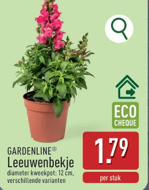 Promotie: Leeuwenbekje
