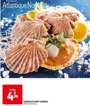 Offre: COQUILLES SAINT-JACQUES