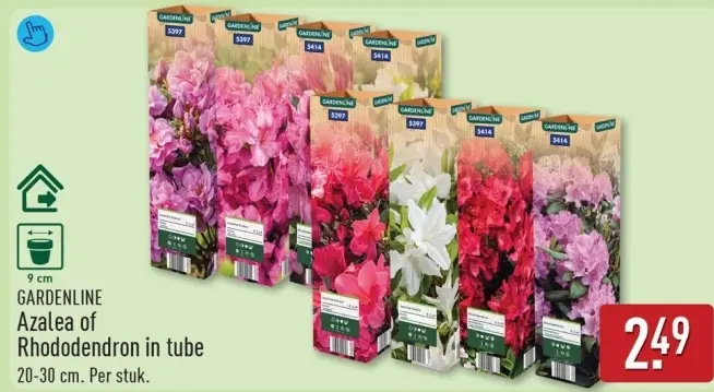Aanbieding: Azalea of Rhododendron in tube
