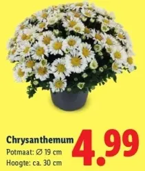 Aanbieding: Chrysanthemum