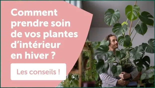 Offre: Comment prendre soin de vos plantes d'intérie