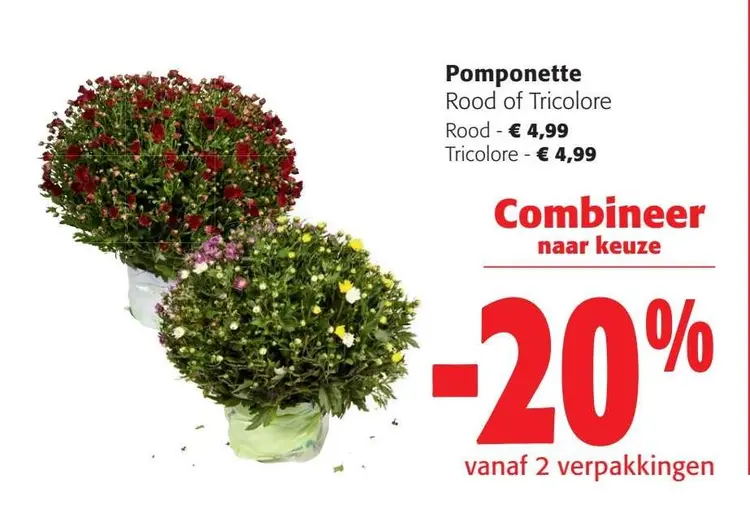 Aanbieding: Pomponette