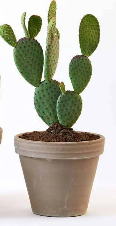 Aanbieding: Cactus