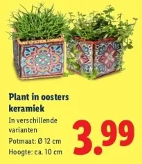 Aanbieding: Plant in oosters keramiek