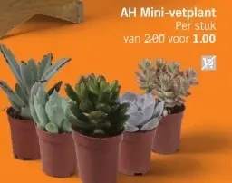 Aanbieding: Mini-vetplant