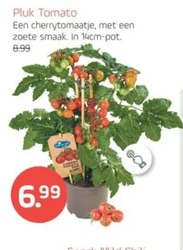 Aanbieding: Pluk Tomato