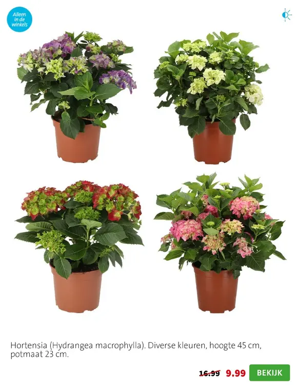 Aanbieding: Hortensia (Hydrangea macrophylla)