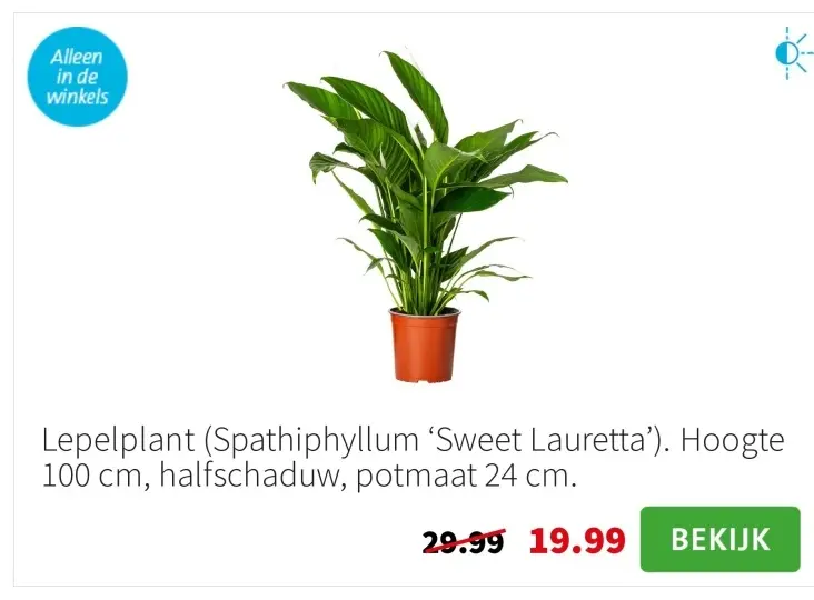 Aanbieding: Lepelplant (Spathiphyllum 'Sweet Lauretta')