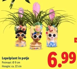 Aanbieding: Lepelplant in potje