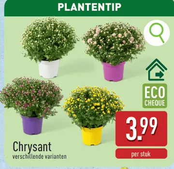 Aanbieding: Chrysant