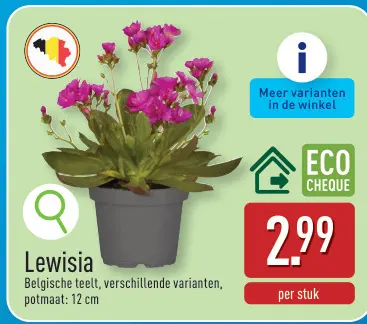 Promotie: Lewisia