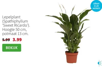Aanbieding: Lepelplant (Spathiphyllum 'Sweet Ricardo')