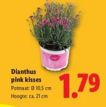 Aanbieding: Dianthus pink kisses