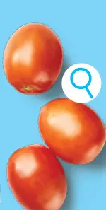 Offre: Tomates