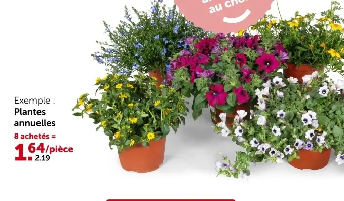 Offre: Plantes annuelles