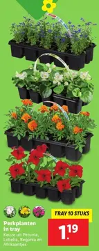 Aanbieding: Perkplanten in tray
