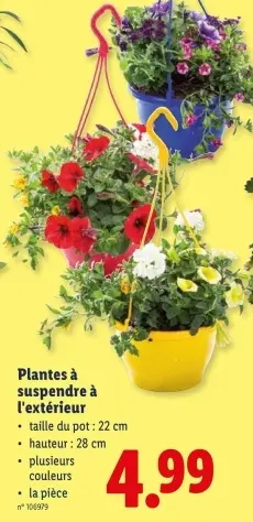 Offre: Plantes à suspendre à l'extérieur