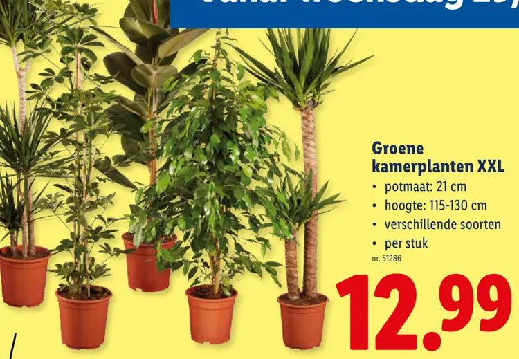 Promotie: Groene kamerplanten XXL
