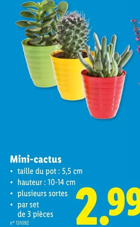 Offre: Mini-cactus