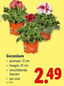 Promotie: Geranium