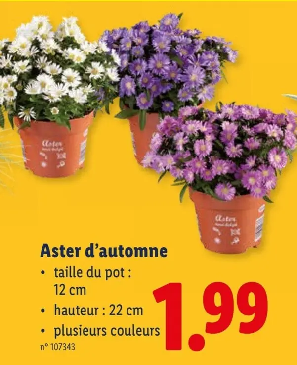 Offre: Aster d'automne