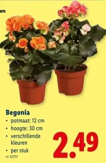 Promotie: Begonia