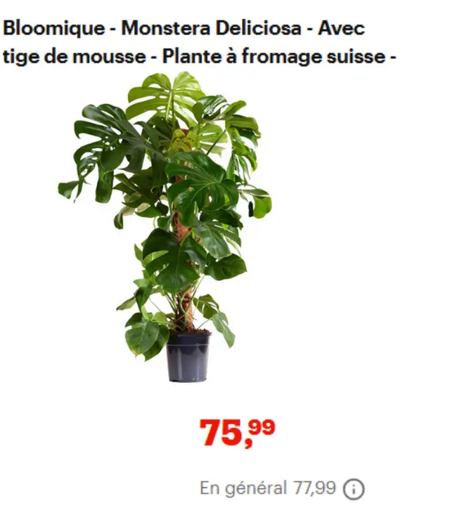 Offre: Bloomique - Monstera Deliciosa - Avec tige de mousse