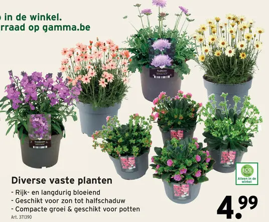 Promotie: Diverse vaste planten