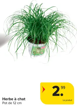 Offre: Herbe à chat