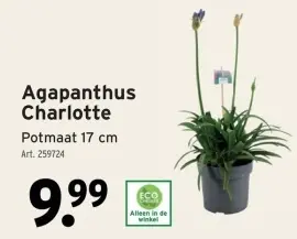 Promotie: Agapanthus Charlotte