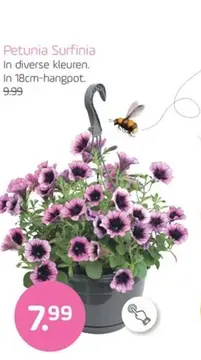 Aanbieding: Petunia Surfinia