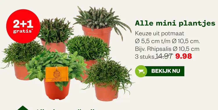 Aanbieding: Alle mini plantjes