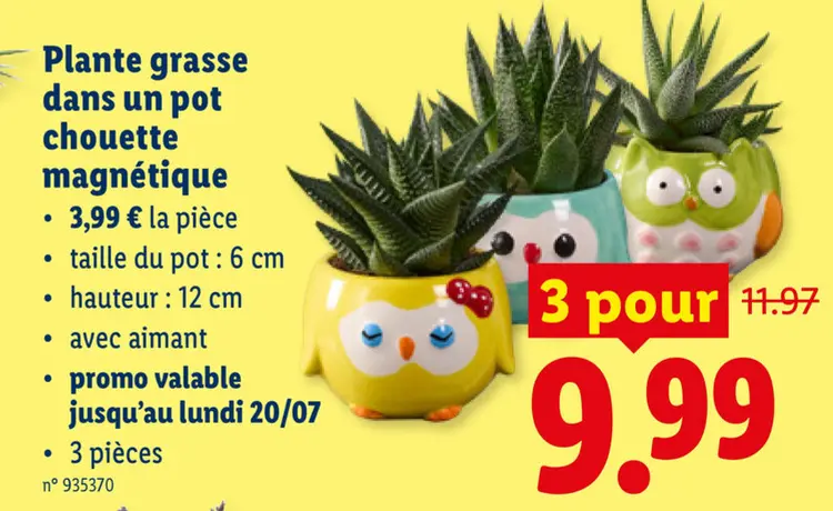 Offre: Plante grasse dans un pot chouette magnétique