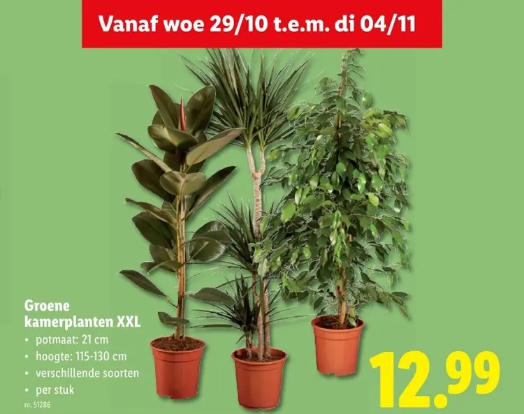Aanbieding: Groene kamerplanten XXL