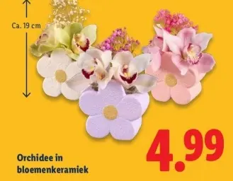 Aanbieding: Orchidee in bloemenkeramiek