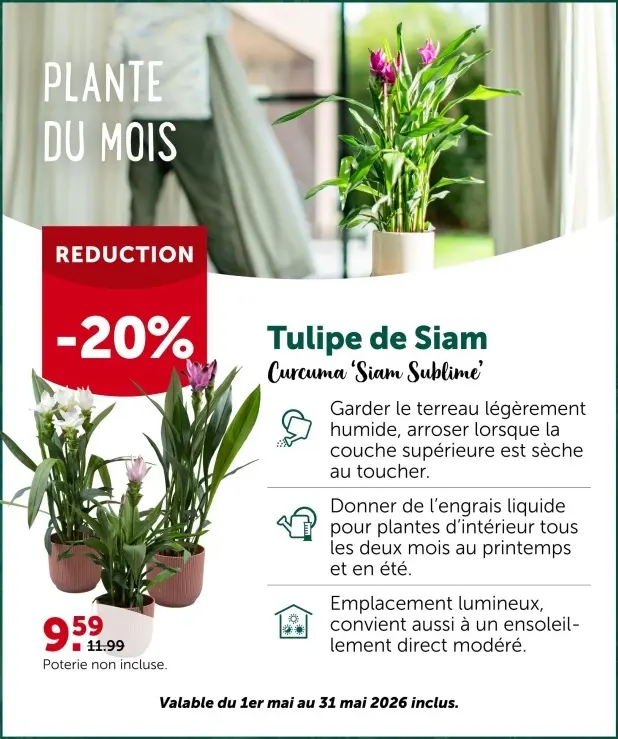 Offre: Tulipe de Siam Curcuma 'Siam Sublime'