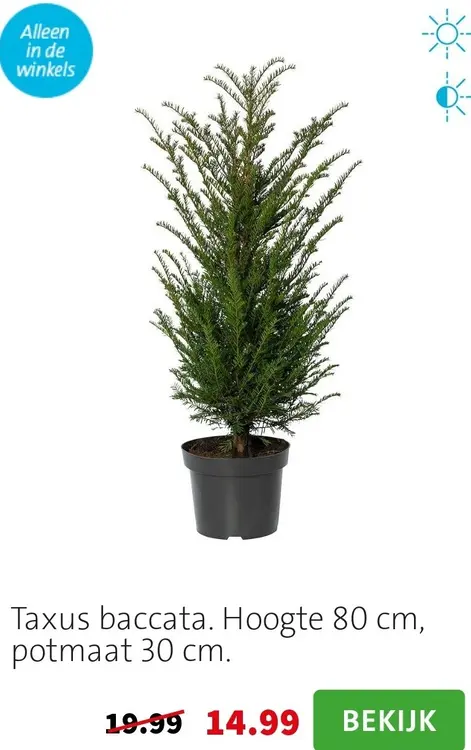 Aanbieding: Taxus baccata