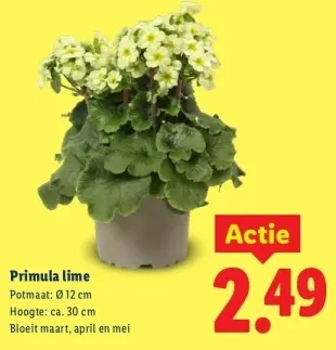 Aanbieding: Primula lime