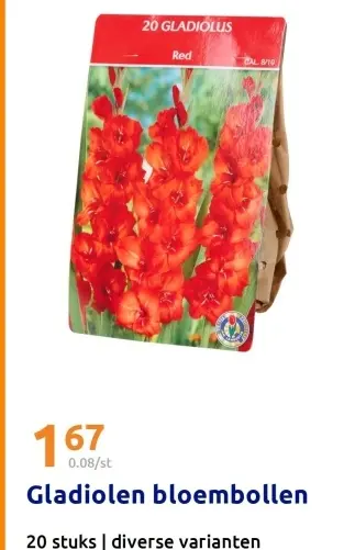 Promotie: Gladiolen bloembollen