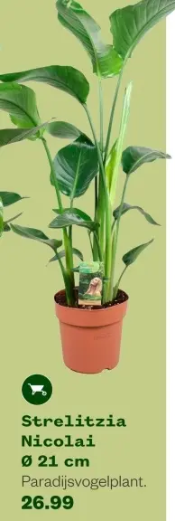 Aanbieding: Strelitzia Nicolai