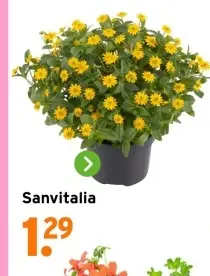 Aanbieding: Sanvitalia