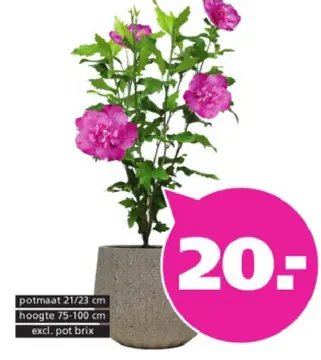 Aanbieding: Hibiscus