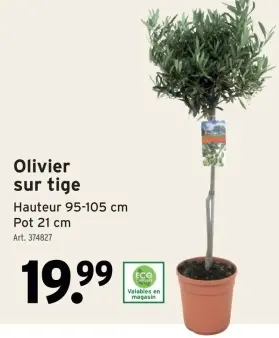 Offre: Olivier sur tige