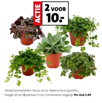 Aanbieding: Trendy kamerplanten
